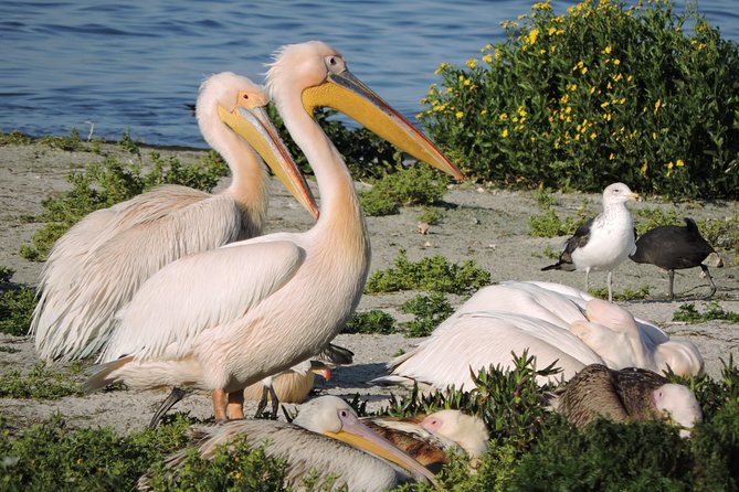 Birdwatching in Cape Town - What the $115.43 price includes
