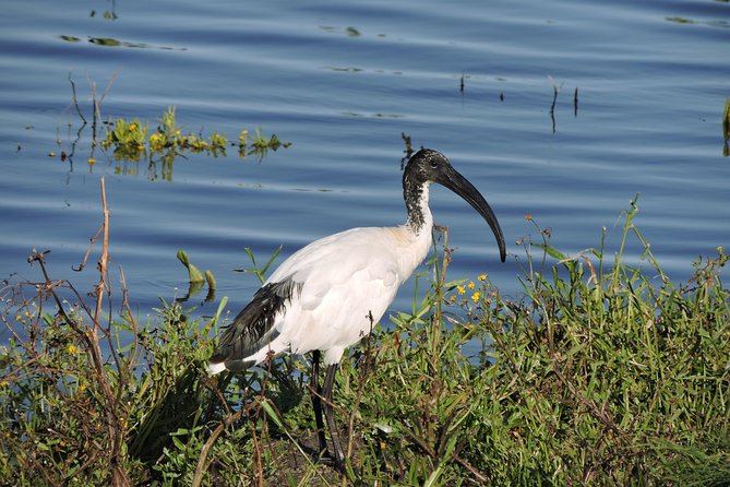 Birdwatching in Cape Town - Who will enjoy this private outing most