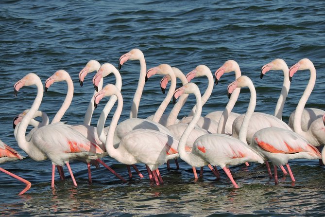Birdwatching in Cape Town - Practical details that shape the day