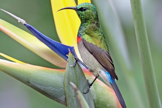 Birdwatching in Cape Town - A lunch break between the habitats