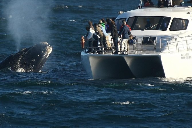 Boat Based Whale Watching from Hermanus - Key points to know before booking