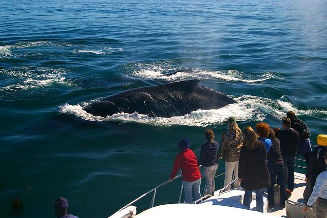 Boat Based Whale Watching from Hermanus - Leaving Hermanus New Harbour for the open water