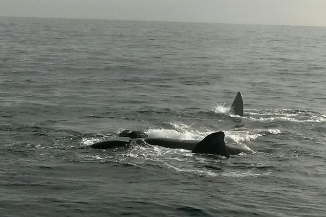 Boat Based Whale Watching from Hermanus - The best season matters more than any promise