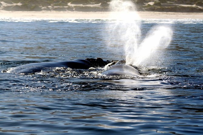 Boat Based Whale Watching from Hermanus - Getting close without turning wildlife into a show