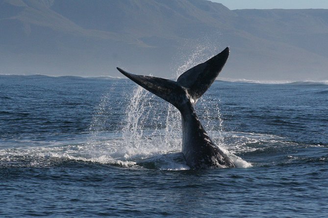 Boat Based Whale Watching from Hermanus - What the two-hour schedule feels like