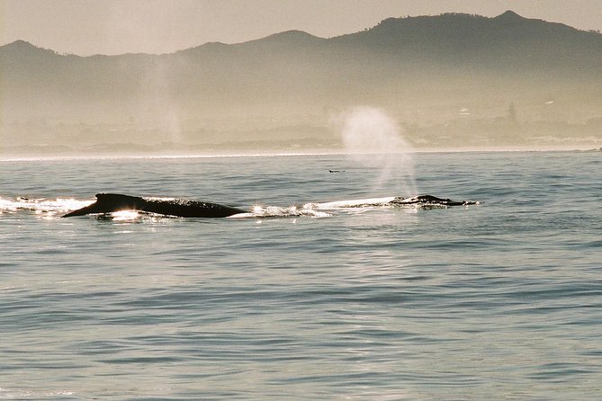 Boat Based Whale Watching from Hermanus - Price, value, and what you actually receive