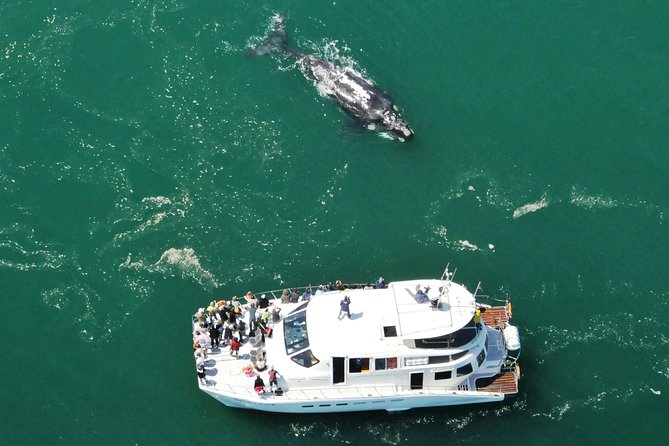 Boat Based Whale Watching from Hermanus - The 6:30 am pickup and drive to Hermanus