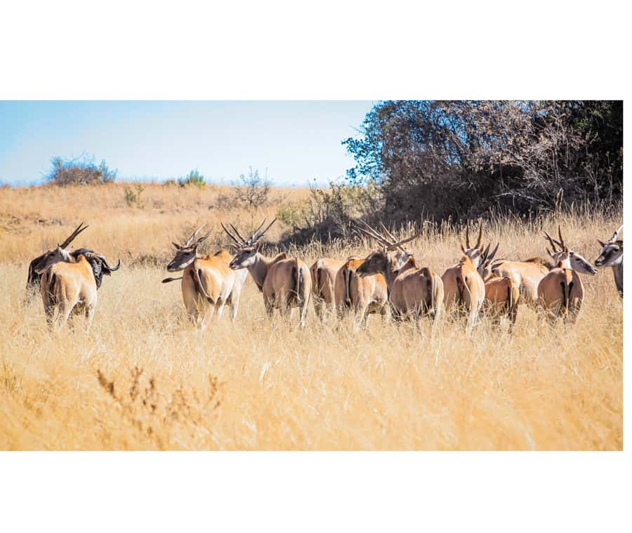 Bothongo Rhino and Lion Nature Reserve Self Drive - Driving Into the Cradle of Humankind