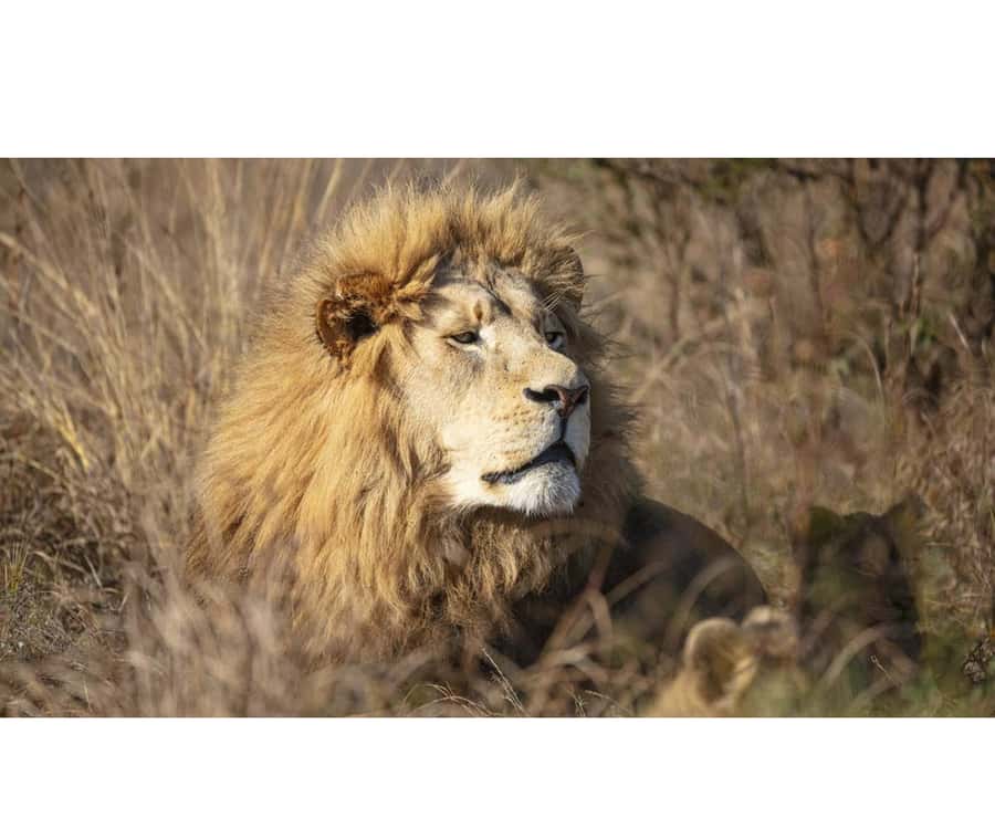 Bothongo Rhino and Lion Nature Reserve Self Drive - Predator Enclosures: Lion, Cheetah, and Wild Dog