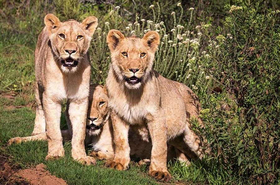 Botlierskop Private Game Reserve: 3.5-Hour Sunset Game Drive - Key points to know before you go