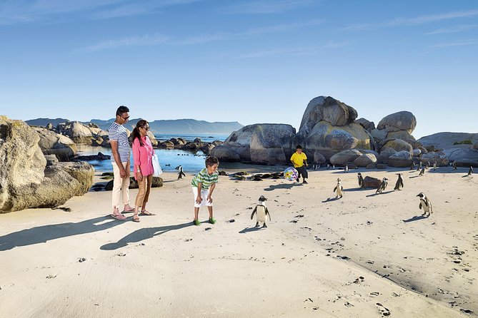 Boulders Beach Cape Town: Swimming With Penguin & Close Encounter Half Day Tour - Is this really swimming with penguins?