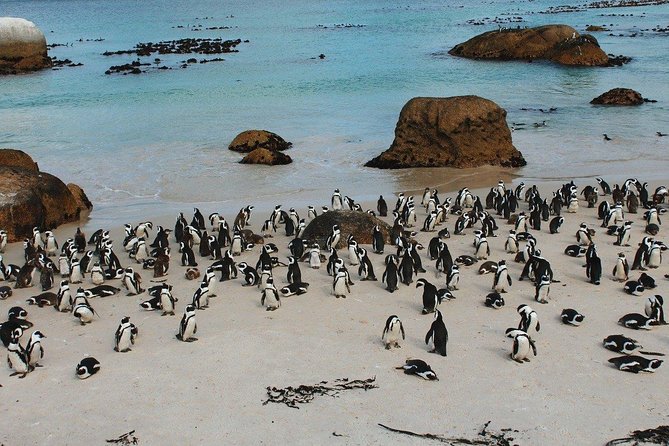 Boulders Beach Cape Town: Swimming With Penguin & Close Encounter Half Day Tour - Chapman’s Peak Drive and the Atlantic views