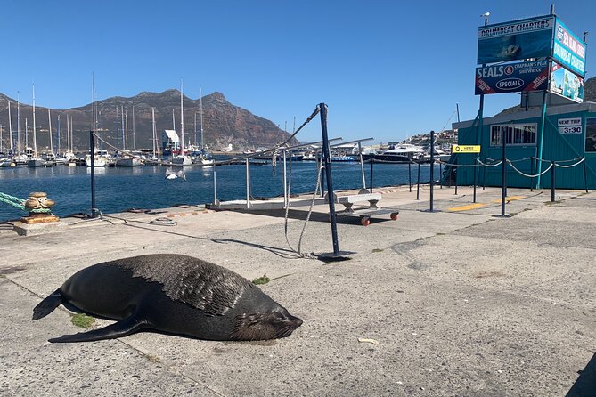 Boulders Beach Penguins and Seal Island Boat Trip Half Day Tour - Chapman’s Peak gives the ride a scenic finish
