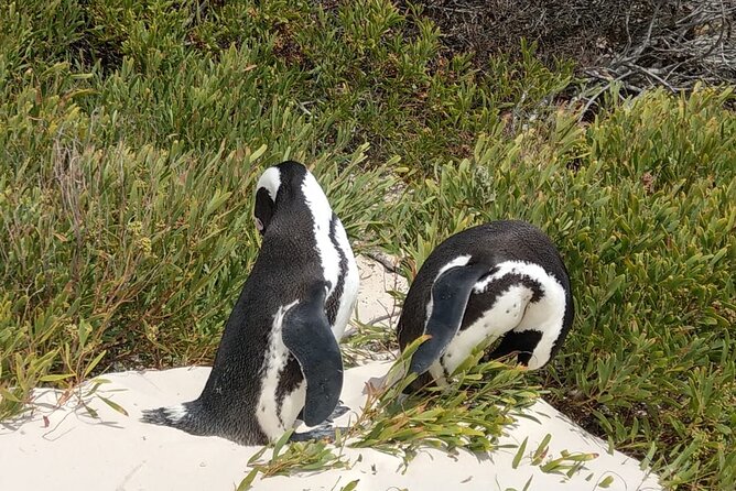 Boulders Beach Penguins and Seal Island Boat Trip Half Day Tour - Guides can shape the whole experience