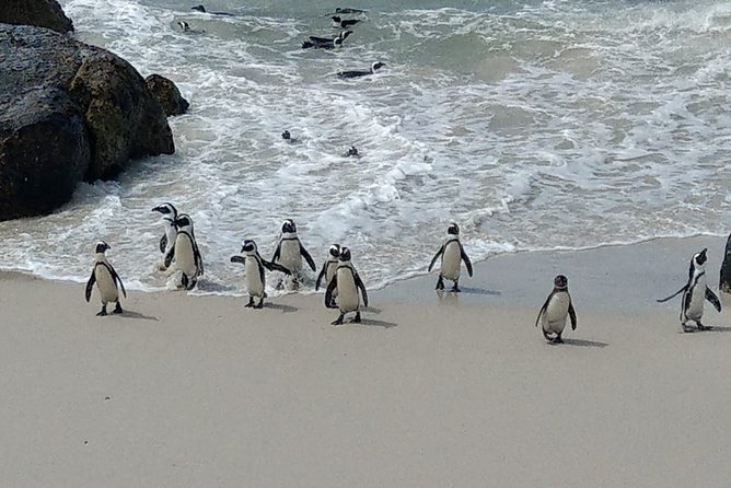 Boulders Beach Penguins and Seal Island Boat Trip Half Day Tour - Timing, transport, and the shape of the day