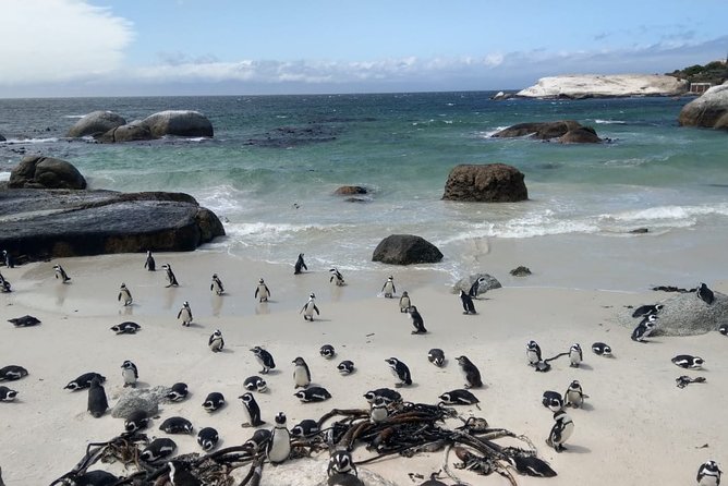 Boulders Beach Penguins and Seal Island Boat Trip Half Day Tour - Who should book this wildlife outing?