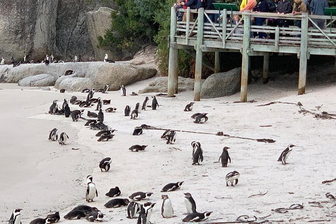 Boulders beach penguins and Wine tasting full day tour - Boulders Beach: the day’s main wildlife stop