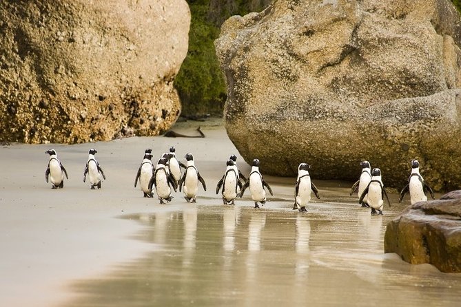 Boulders Beach Penguins Half Day Tour - Why this half-day outing works well