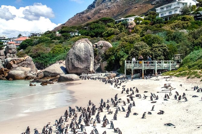 Breath-taking Cape Peninsula Tour - Chapman’s Peak and the great coastal road