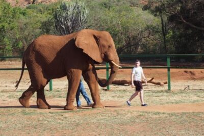 Bush Babies & Monkey Sanctuary and Elephants walk Private