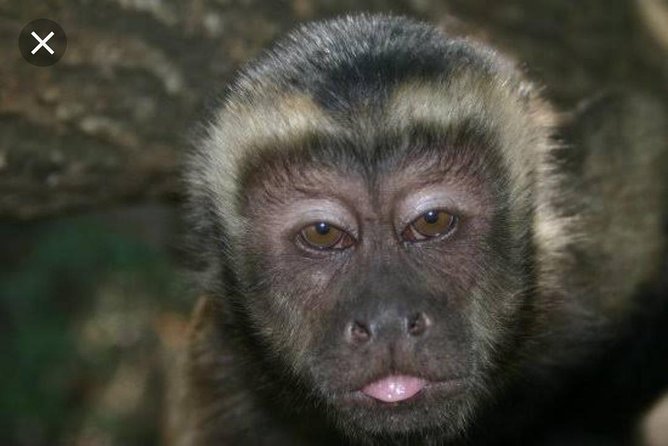 Bush Babies & Monkey Sanctuary and Elephants walk Private - How the timing affects your day