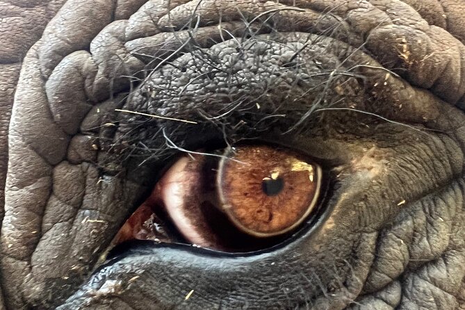 Bush Babies & Monkey Sanctuary and Elephants walk Private - Who will enjoy this tour most