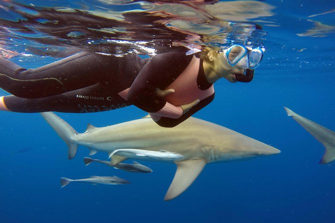 Caged and Cageless Shark Snorkelling on Durban's Aliwal Shoal - Key points to know before booking