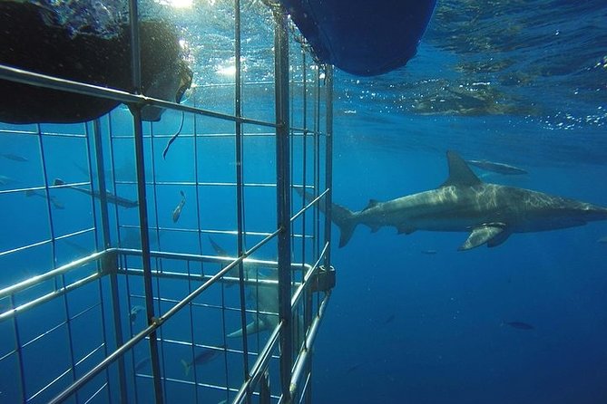 Caged and Cageless Shark Snorkelling on Durban's Aliwal Shoal - Why Aliwal Shoal makes this more than a quick shark encounter