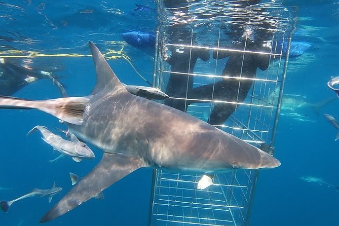 Caged and Cageless Shark Snorkelling on Durban's Aliwal Shoal - Starting in the floating cage