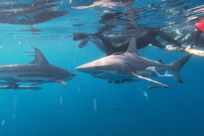 Caged and Cageless Shark Snorkelling on Durban’s Aliwal Shoal