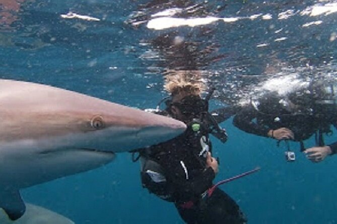 Caged and Cageless Shark Snorkelling on Durban's Aliwal Shoal - How the crew shapes the experience