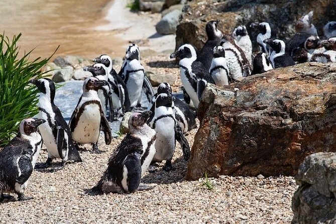 Cape Agulhas Full Day Private Tour - Why Cape Agulhas deserves a full day from Cape Town