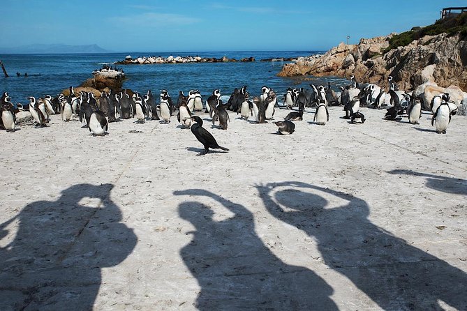Cape Agulhas Full Day Private Tour from Cape Town - Hermanus breaks up the middle of the day