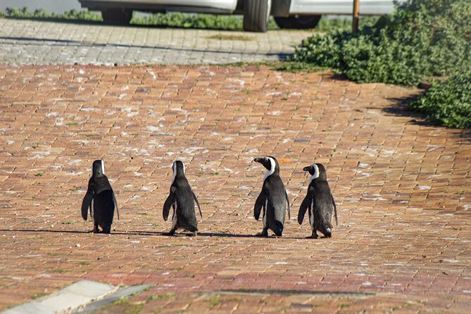 Cape Agulhas Full Day tour - 7:00 am start and the long road east