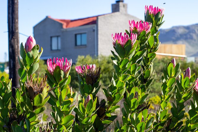 Cape Agulhas Full Day tour - Hamilton Russell and the cool-climate wines of Hemel en Aarde