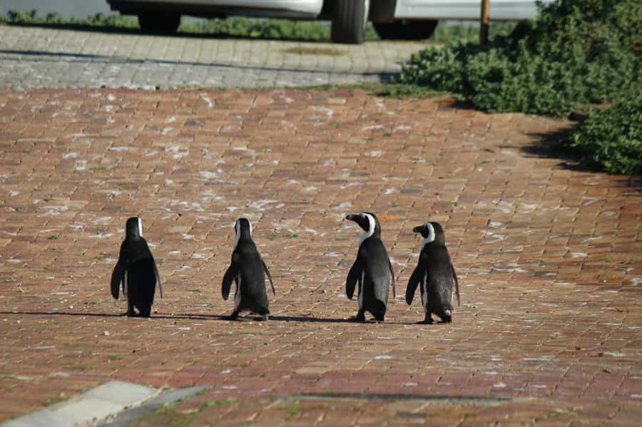 Cape Agulhas, Hermanus & Stoney point Penguins full Day Tour - Cape Agulhas and the lighthouse climb