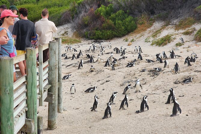 Cape Agulhas, Hermanus Whale Watching, Penguins and Wine Tasting - Hermanus brings cliffs, lunch, and whale watching