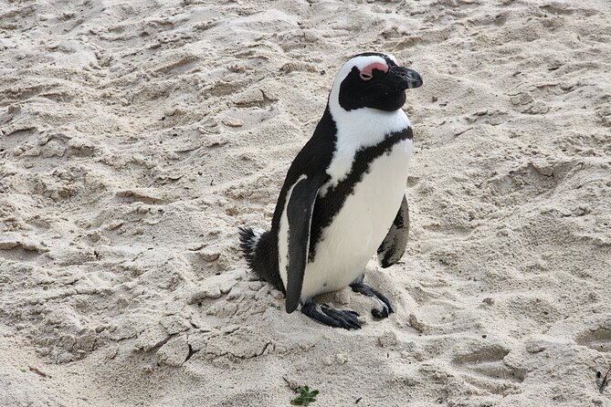 Cape Agulhas, Hermanus Whale Watching, Penguins and Wine Tasting - Stellenbosch is the tempting alternative