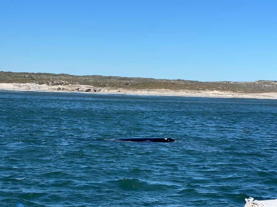 Cape Agulhas, Hermanus whales & Wine Tasting Day Trip - Five useful things to know before booking