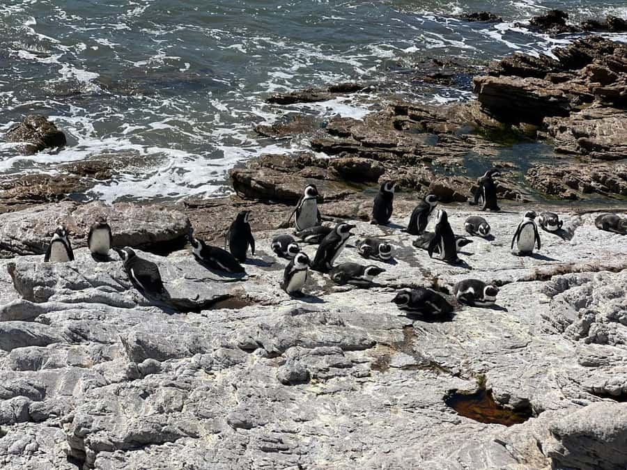Cape Agulhas, Hermanus whales & Wine Tasting Day Trip - Caledon, Napier and Bredasdorp: the road becomes the story