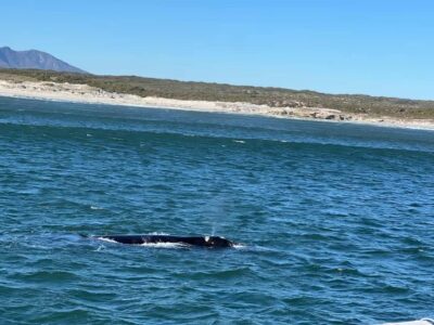 Cape Agulhas, Hermanus whales & Wine Tasting Day Trip