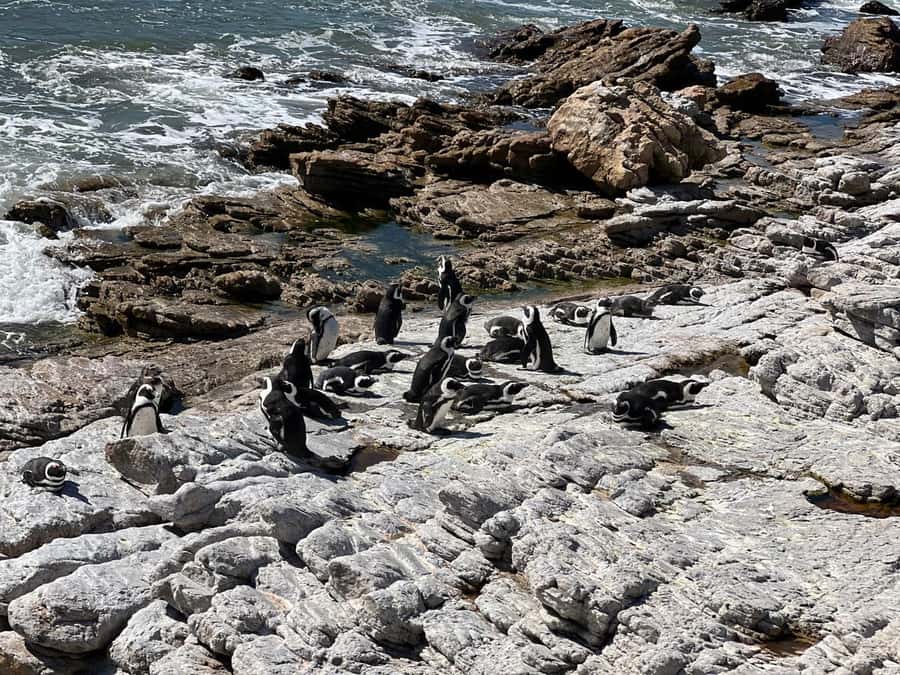 Cape Agulhas, Hermanus whales & Wine Tasting Day Trip - Stony Point and the African penguin colony