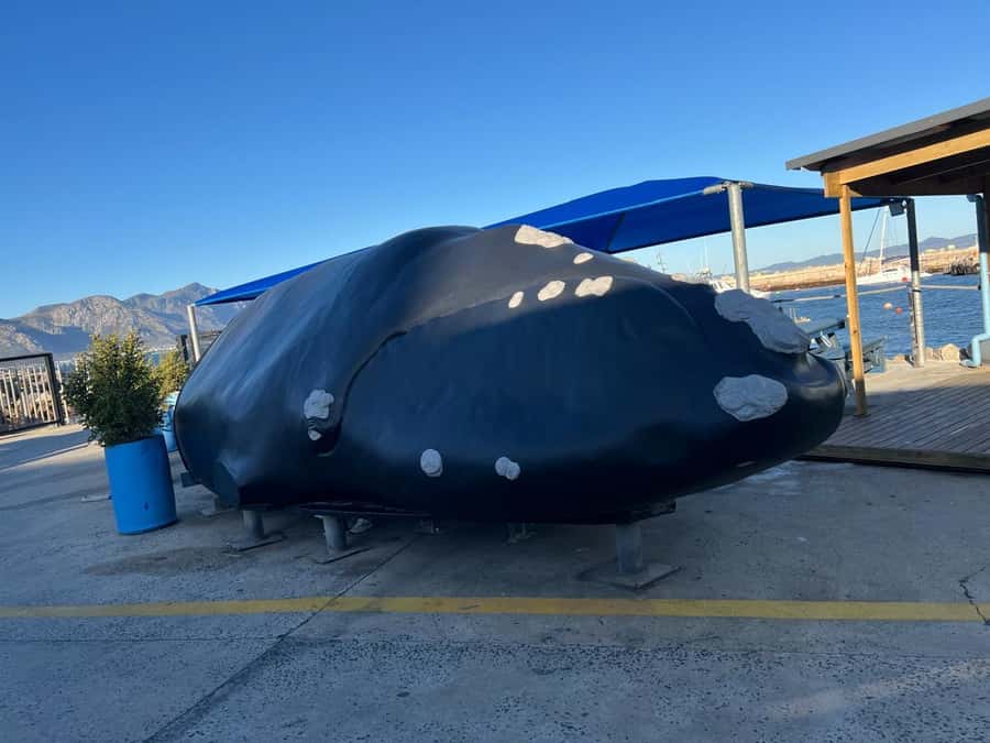 Cape Agulhas, Hermanus whales & Wine Tasting Day Trip - Hermanus and the chance to see Southern Right Whales