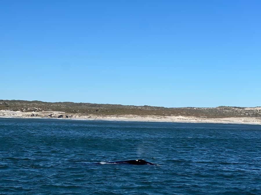 Cape Agulhas, Hermanus whales & Wine Tasting Day Trip - Stellenbosch wine and cheese after a long road day