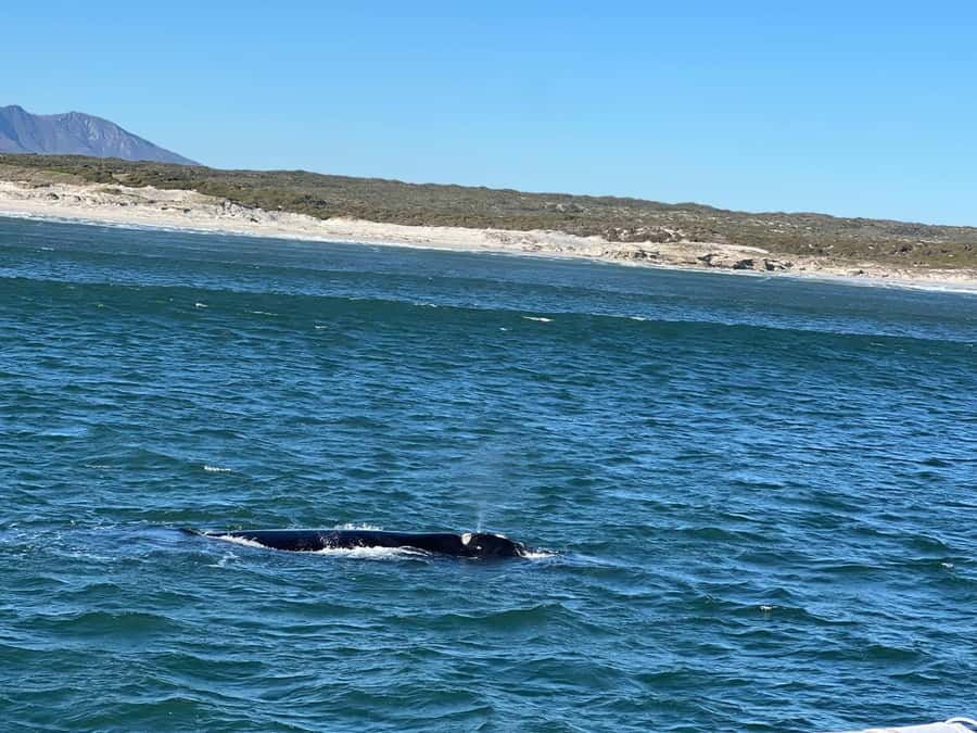 Cape Agulhas, Hermanus whales & Wine Tasting Day Trip - Leaving Cape Town through Khayelitsha