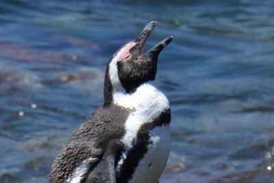 Cape Agulhas | Stony Point Nature Reserve