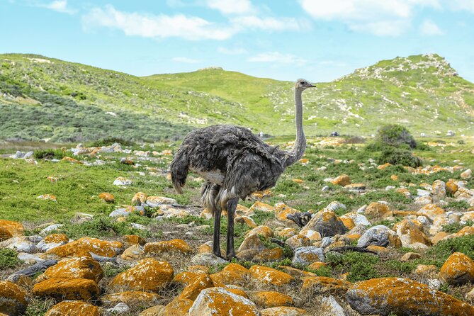Cape of Good Hope and Boulders Beach Group Tour in Cape Town - Why this six-hour Cape Peninsula trip works
