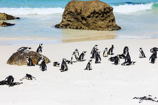 Cape of Good Hope and Boulders Beach Group Tour in Cape Town - Hout Bay offers the day’s first optional choice