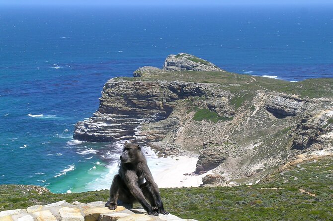 Cape of Good Hope and Boulders Beach Group Tour in Cape Town - Boulders Beach puts African penguins at center stage