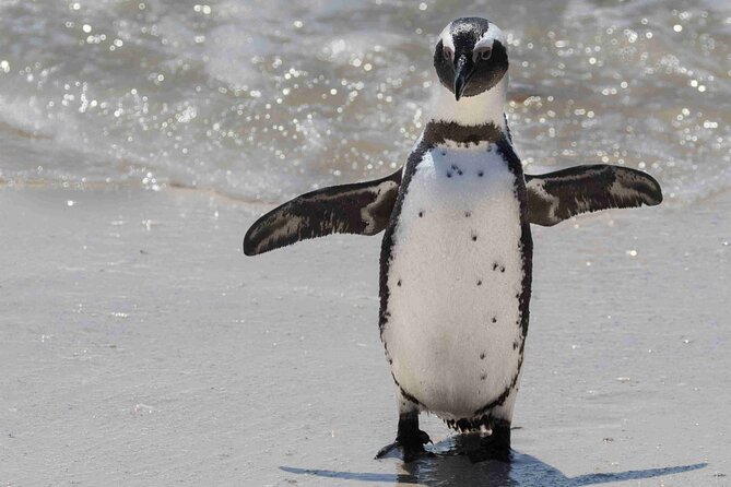 Cape of Good Hope and Boulders Beach Group Tour in Cape Town - Cape of Good Hope adds open space and wild scenery